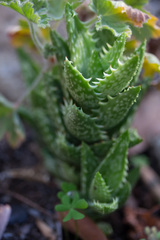 Aloe juvenna