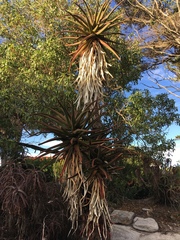 Aloe rupestris