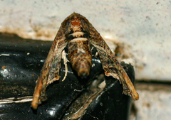 Marathyssa cuneata