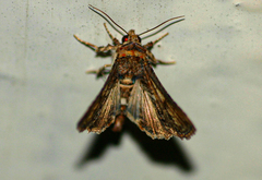Marathyssa cuneata