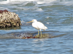 Egretta sacra