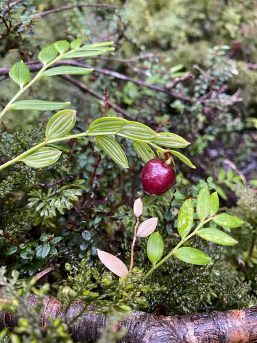 Luzuriaga marginata