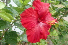 Hibiscus rosa-sinensis