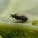 Hawthorn-carrot Aphid - Photo (c) karsten_s, some rights reserved (CC BY), uploaded by karsten_s