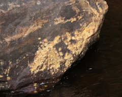 Ionaspis lacustris