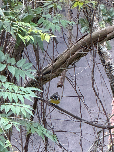 Bananaquit