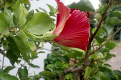 Hibiscus rosa-sinensis