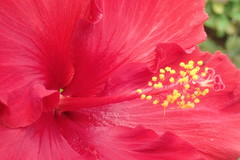 Hibiscus rosa-sinensis