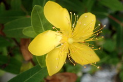 Hypericum aethiopicum