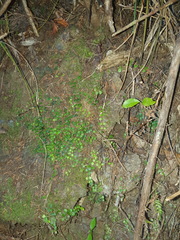 Metrosideros carminea