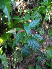 Ruellia coccinea