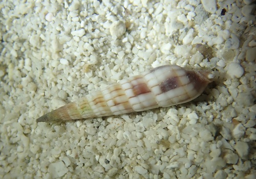 Myurella affinis observed 2026-06-17