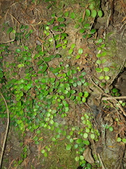 Metrosideros carminea