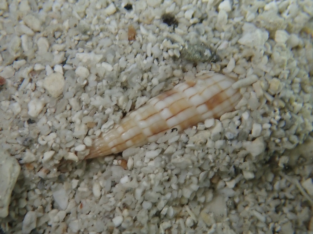 Myurella affinis