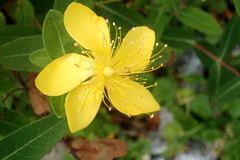 Hypericum aethiopicum