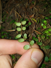 Metrosideros carminea