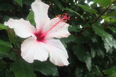 Hibiscus rosa-sinensis