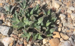Nananthus vittatus