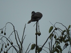 Patagioenas