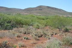Tephrocactus articulatus