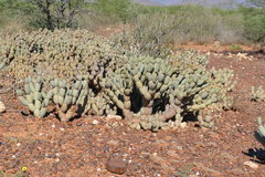 Tephrocactus articulatus