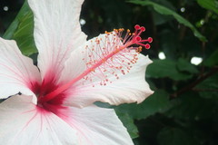 Hibiscus rosa-sinensis