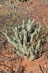 Tephrocactus articulatus