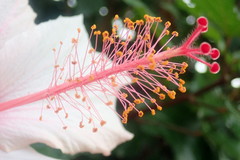 Hibiscus rosa-sinensis