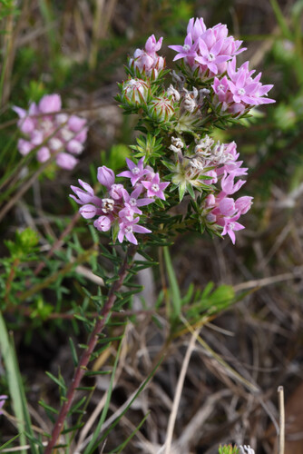 Phylica gnidioides, photograph 4