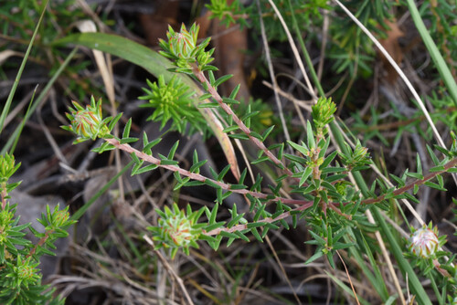 Phylica gnidioides, photograph 5
