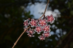 Hoya pubicalyx