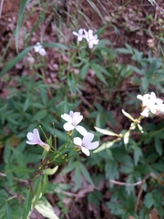 Cardamine bulbifera