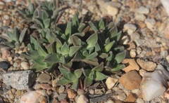 Nananthus vittatus