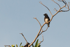Stactolaema leucotis