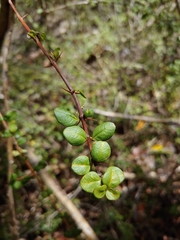 Oplonia spinosa