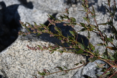 Chenopodium karoi