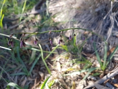 Arthropodium milleflorum