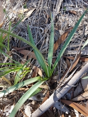 Arthropodium milleflorum