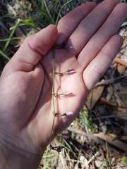 Arthropodium milleflorum