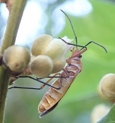 Dysdercus nigrofasciatus
