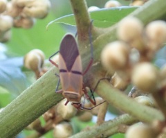 Dysdercus nigrofasciatus