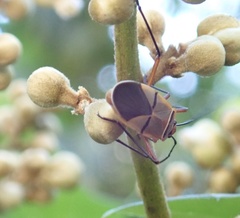Dysdercus nigrofasciatus