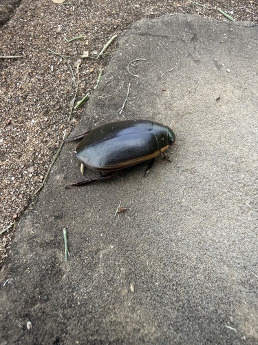 Fringed Diving Beetle photo 6