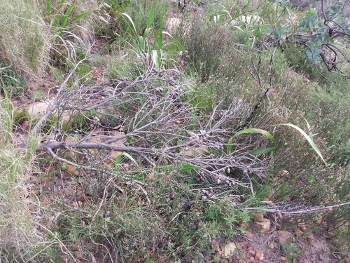 Hakea drupacea, photograph 6