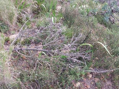 Hakea drupacea, photograph (c) De Waal Hugo, some rights reserved (CC BY)