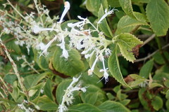 Plectranthus ciliatus