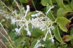 Plectranthus ciliatus