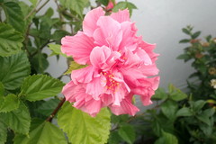 Hibiscus rosa-sinensis