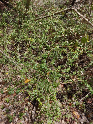 Oplonia spinosa, photograph 2