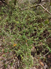 Oplonia spinosa, photograph (c) Kurt Miller, some rights reserved (CC BY-SA)